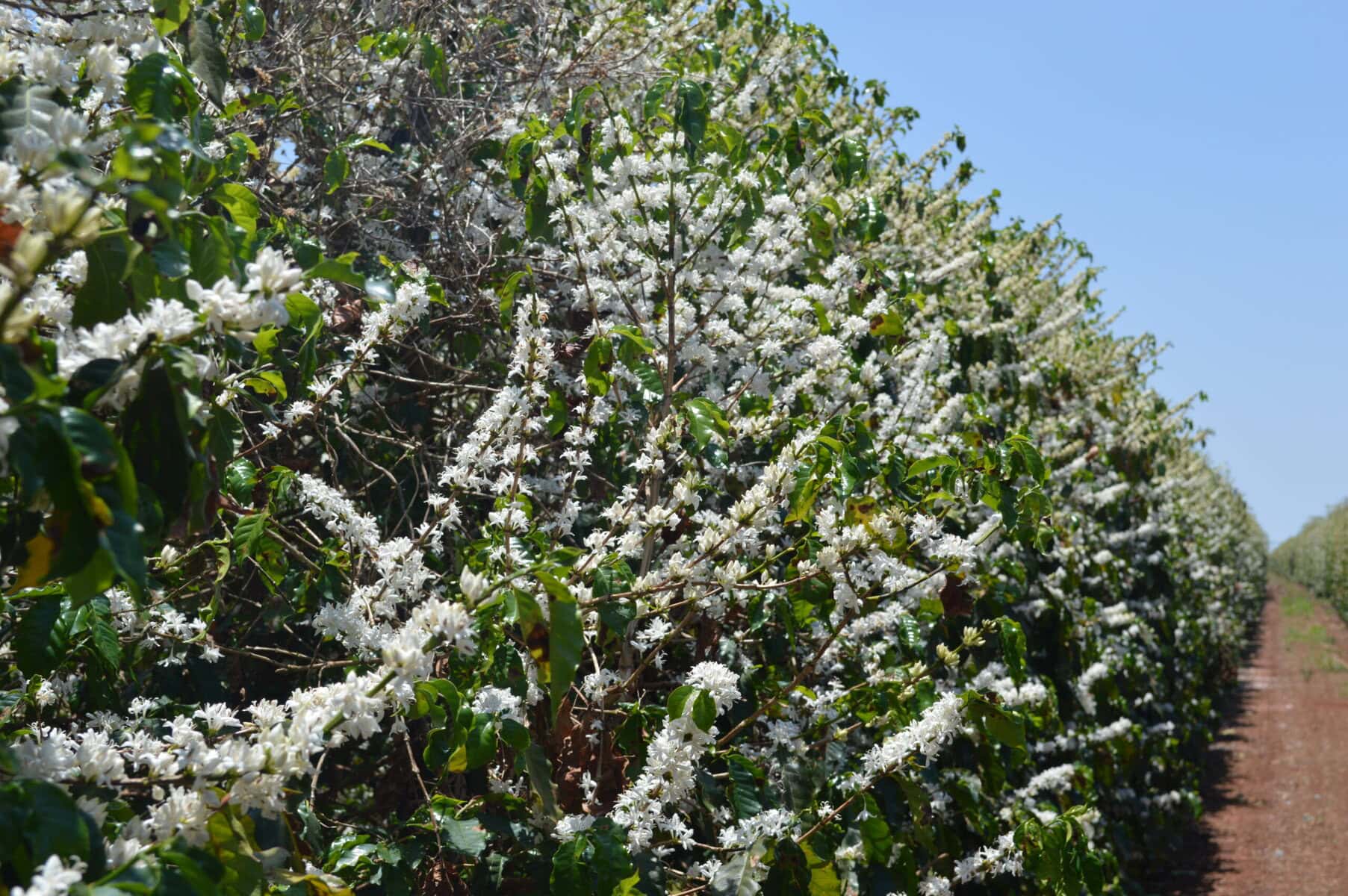 Treehouse coffee. A dense hedge of coffee plants in full bloom with clusters of small white flowers, stretching alongside a dirt path under a clear blue sky. The green leaves contrast with the bright blossoms, creating a vibrant scene.