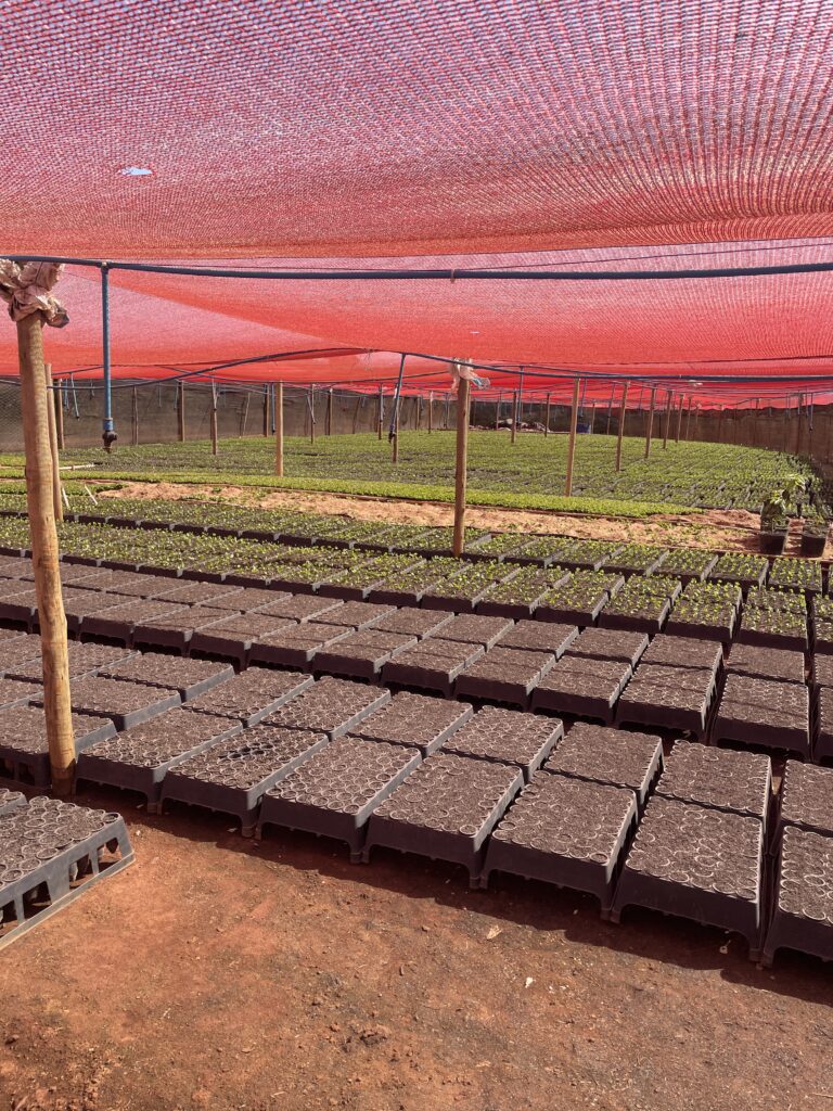 Rows of young coffee seedlings growing in small pots within a shaded nursery. The nursery is covered by a red mesh canopy supported by wooden poles. Two people are working in the background—one standing and one crouched—tending to the plants. The lighting highlights the vibrant green leaves of the seedlings.