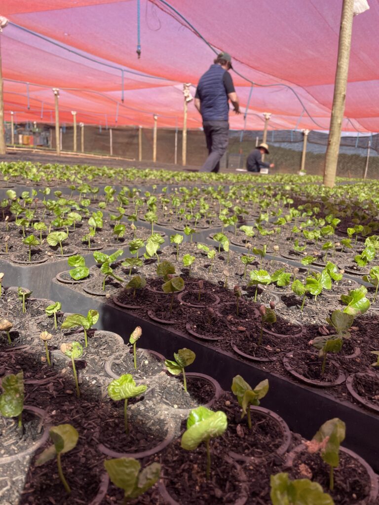 Rows of young coffee seedlings growing in small pots within a shaded nursery. The nursery is covered by a red mesh canopy supported by wooden poles. Two people are working in the background—one standing and one crouched—tending to the plants. The lighting highlights the vibrant green leaves of the seedlings.